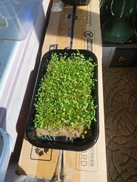 Набір для вирощування мікрозелені Panda microgreen на 7 врожаїв (ТОП 7 видів культур) фото от покупателей 4