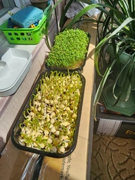 Набір для вирощування мікрозелені Panda microgreen на 7 врожаїв (ТОП 7 видів культур) фото от покупателей 3