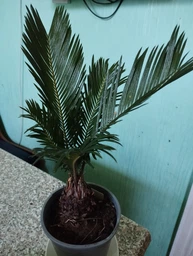Цикас Революта (Саго́вник поника́ющий) Cycas Revoluta, высота 30 - 35 см, 9" горшок (RG1057)