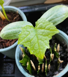 Люфа семена (20 шт) (Luffa aegyptiaca) кабачок губка тыква мочалка вьетнамская люфа египетский оргурец фото от покупателей 1