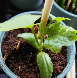 Люфа семена (20 шт) (Luffa aegyptiaca) кабачок губка тыква мочалка вьетнамская люфа египетский оргурец