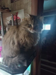 Сухий корм Friskies для дорослих кішок з лососем та овочами 300 (г) фото від покупців 8