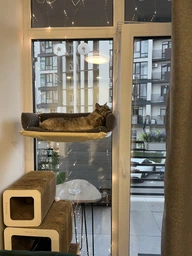 Лежанка для кота оконная VMHouse лежачок гамак для кошки спальное место на присосках розовый (0014-0004) фото от покупателей 18