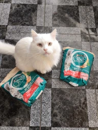 Сухой корм для кошек Purina One Steril Cat Salmon & Wheat 200 г (7613034765239) фото от покупателей 8