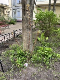 Сакура "Канзан" (Kanzan) высота 100см (23719)