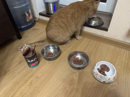 Влажный корм для стерилизованных кошек Dolina Noteci RAFI cat sterilized с тунцем, 400 г