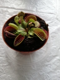 Венерина мухоловка. Дионея Floret фото от покупателей 3