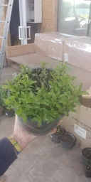 Мята душистая 'Apple Mint'. Контейнер 2 л