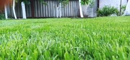 Семена Green Home Спортивная газонная трава 3 кг фото от покупателей 1