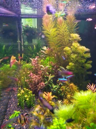 Бактерии в капсулах для аквариума Aquario Neo Cap Starter 20шт. фото от покупателей 3