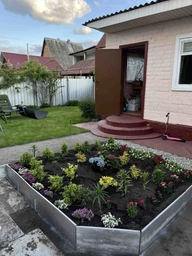 Самшит buxus (20-30см)