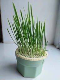 Набір для вирощування мікрозелені Трава Для Котів Panda microgreen Cat's на 3 врожаї з багаторазовим контейнером для вирощування
