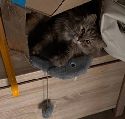 Дряпка-килимок Lucky Pet тканинна Карась, 30х44см фото від покупців 1