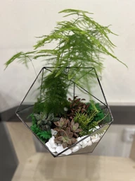 Флорариум из суккулентов h 25 cm
