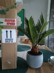Цикас Революта (Саговникова пальма) h40 см