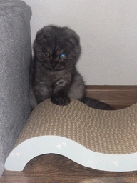 Кігтеточка картонна для кошенят Trixie 38×7×18 см фото від покупців 11