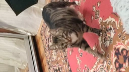 Сухий корм Friskies для дорослих кішок з лососем та овочами 300 (г) фото від покупців 5
