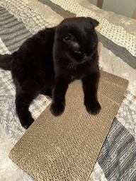 Когтеточка для кота кошек дряпка царапка картонная лежанка когтедралка точилка для когтей кошки котов VMHouse напольная когтеточки когтедралки из картона гофрокартона (0070-0101) фото от покупателей 2