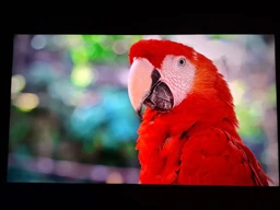 Телевізор TCL C655 75" QLED 4K (75C655) [124578] фото від покупців 3