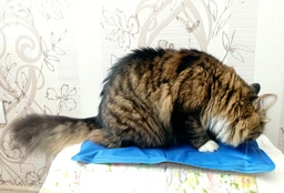 Охлаждающий коврик для собак Trixie синий (110 х 70 см) (TX-28687) фото от покупателей 14