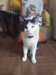 Сухий корм для котів CLUB 4 PAWS Клуб 4 лапи Premium With rabbit із кроликом 2 кг. фото от покупателей 7