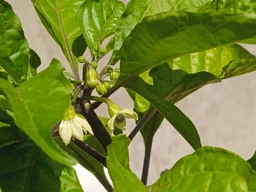 Семена перца Каролина Рипер (Carolina Reaper) красный (red) фото от покупателей 12