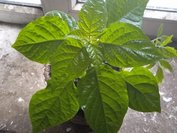 Семена перца Каролина Рипер (Carolina Reaper) красный (red) фото от покупателей 11