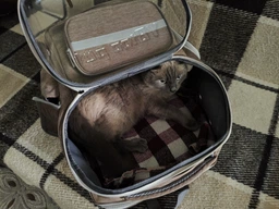 Рюкзак переноска для кота кошки котенка маленьких собак до 8 кг прозрачный зеленый (002279)