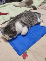 Охлаждающий коврик для собак Trixie синий (110 х 70 см) (TX-28687) фото от покупателей 7