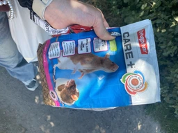 Корм для щурів Beaphar Care + Rat 750 г (18401) (8711231184019) фото від покупців 1