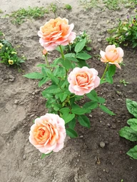 Роза Romantic Antike саджанець у плівці Matla Flowers