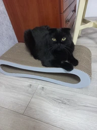 Кігтеточка для кішок картонна CLAW-A2сс 65x14x25+Подарунок іграшка для кота миша фото від покупців 5