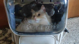 Рюкзак переноска для кота кошки котенка маленьких собак до 8 кг прозрачный зеленый (002279) фото от покупателей 1