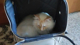 Рюкзак переноска для кота кошки котенка маленьких собак до 8 кг прозрачный зеленый (002279) фото от покупателей 2