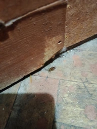 Гель от тараканов Advion Cockroach Gel Syngenta шприц 30г США фото от покупателей 8