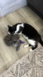 Фурминатор для котов с короткой шерстью FURminator размер M/L (691661) (4048422141259) фото от покупателей 9