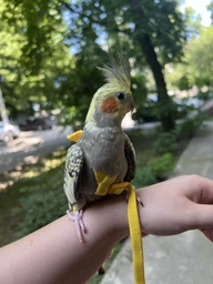 Шлея з повідцем для папуг "RORI" Жовта 200 см. фото від покупців 1