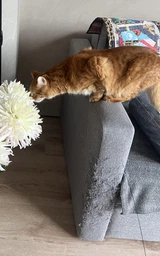 Защитная дряпка для кота Miao самоклеящийся разрезной коврик - когтеточка на диван / ножку стола / пол, 40х200 см, серый (101346164) фото от покупателей 1