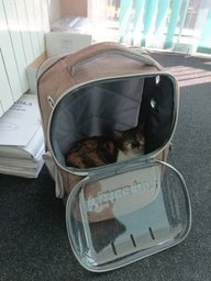 Рюкзак переноска для кота кошки котенка маленьких собак до 8 кг прозрачный зеленый (002279)