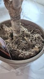 Рослина в горщику Драцена Маргіната Маджента dracanea marginata magenta фото від покупців 9