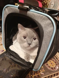 Cумка переноска для кота кошки маленькой собаки домашних животных до 8 кг с сетчатым расширением серая (002314) фото от покупателей 4