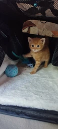 Cумка переноска для кота кошки маленькой собаки домашних животных до 8 кг с сетчатым расширением серая (002314) фото от покупателей 3