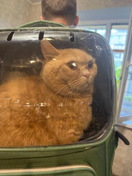 Рюкзак переноска для кота кошки котенка маленьких собак до 8 кг прозрачный зеленый (002279) фото от покупателей 19
