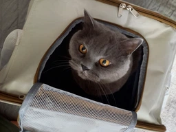 Сумка переноска для кота кошки котенка собаки до 8 кг с сетчатым окошком голубая 46х30х30 см (002298) фото от покупателей 9
