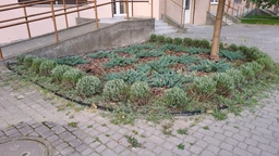 Кусторез-ножницы аккумуляторные Einhell GC-CG 3.6/70 Li WT (3410365) фото от покупателей 2