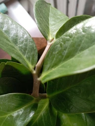 Заміокулькас (Zamioculcas, доларове дерево), 35-40 см висота 4090 фото от покупателей 2