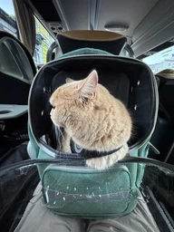 Рюкзак переноска для кота кошки котенка маленьких собак до 8 кг прозрачный зеленый (002279) фото от покупателей 9