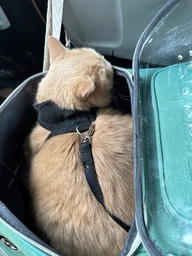 Рюкзак переноска для кота кошки котенка маленьких собак до 8 кг прозрачный зеленый (002279) фото от покупателей 14