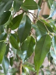 Поліроль для рослин Perfect Plant 750 мл фото від покупців 9
