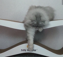 Когтеточка-лежанка для кошек Say Meow Grace гофрокартон, 67х27х24 см (8040190103008) фото от покупателей 10